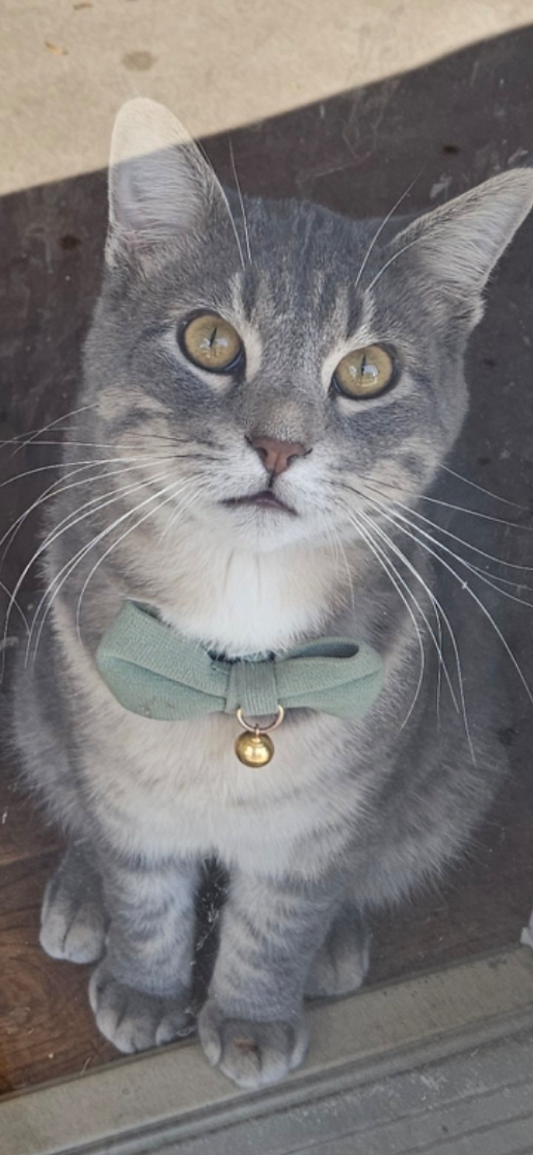 lost cat named Sy