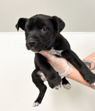 black puppy