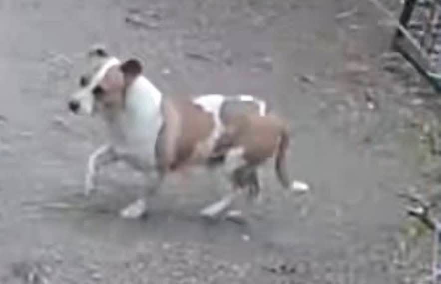 lost dog named Benny