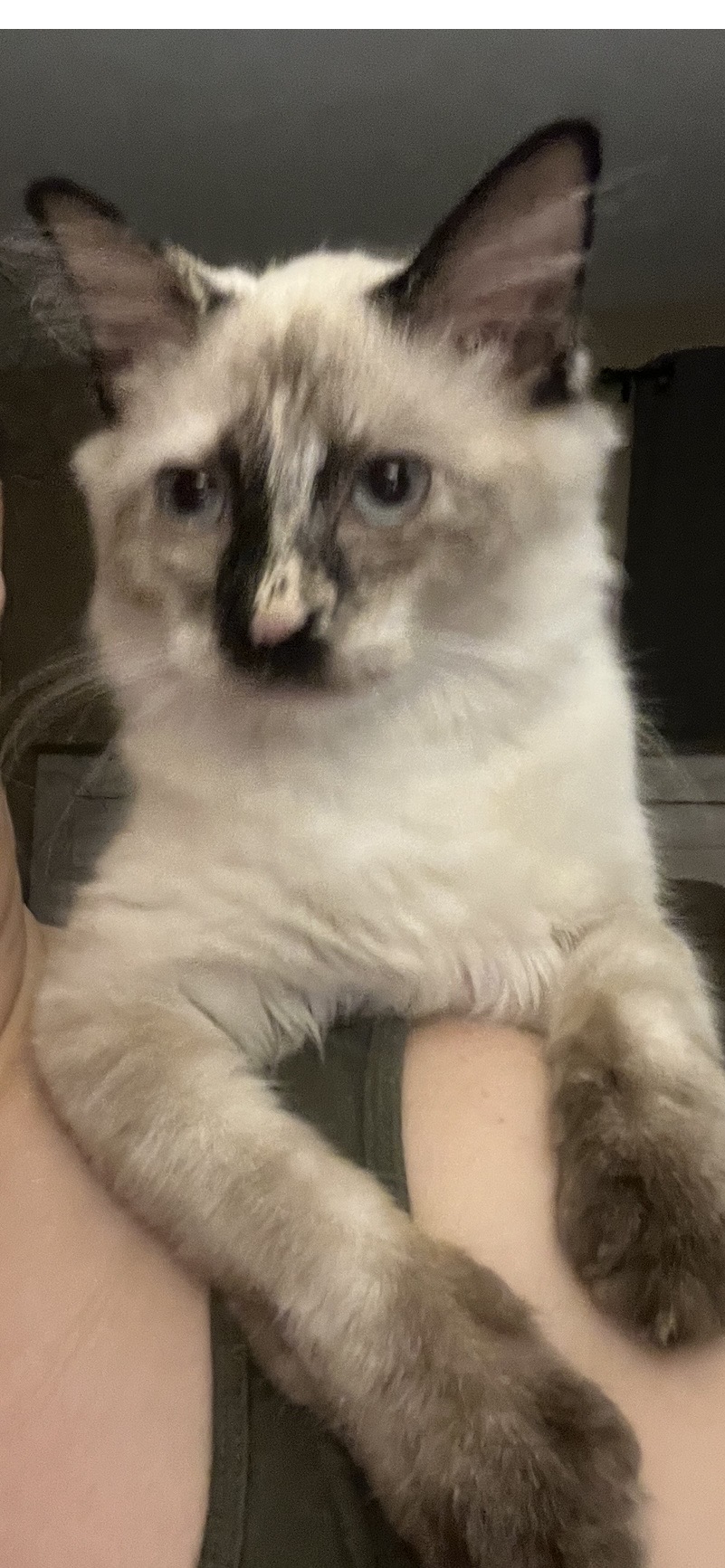 lost cat named Frankie