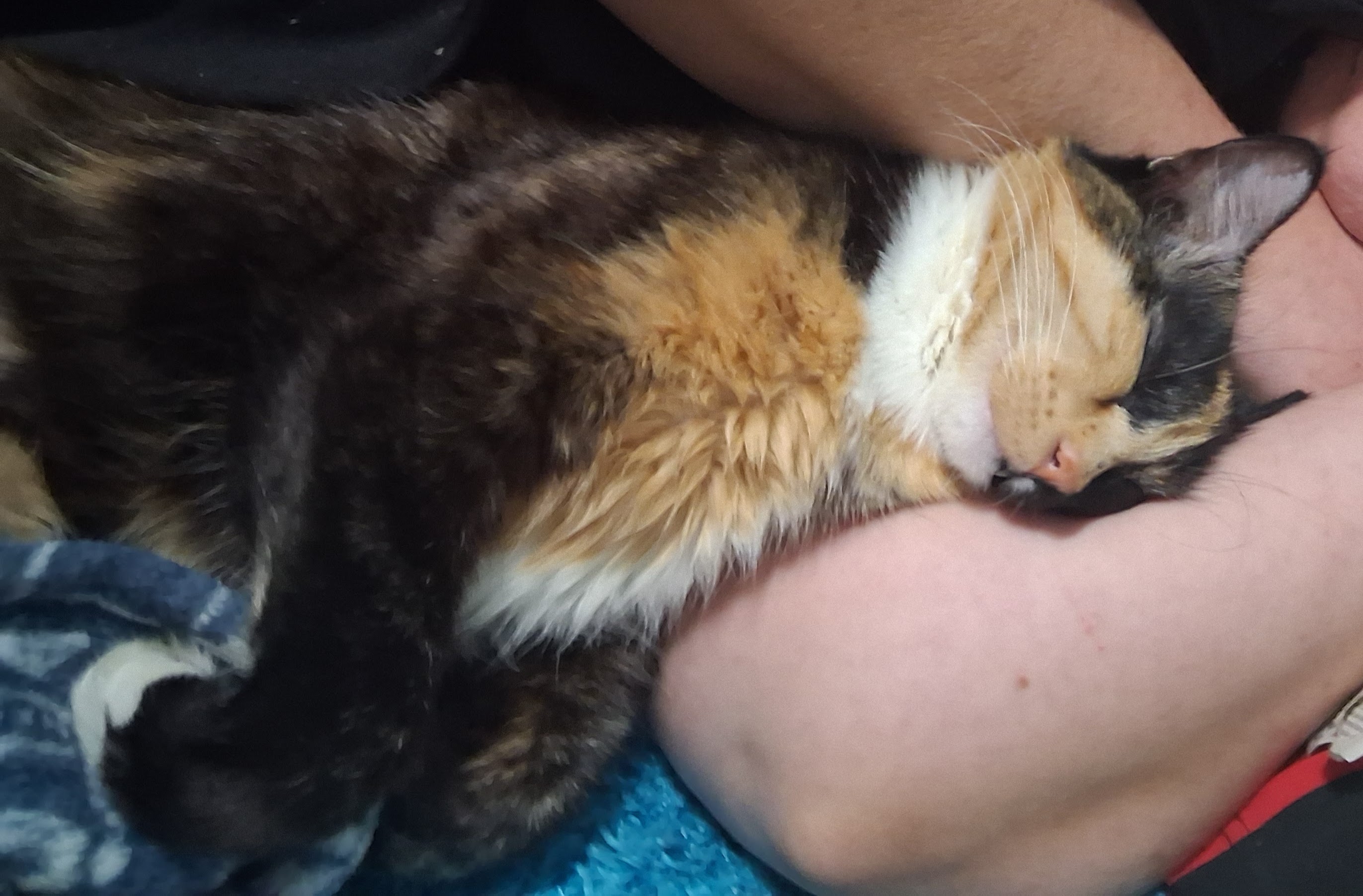 lost cat named Kitten