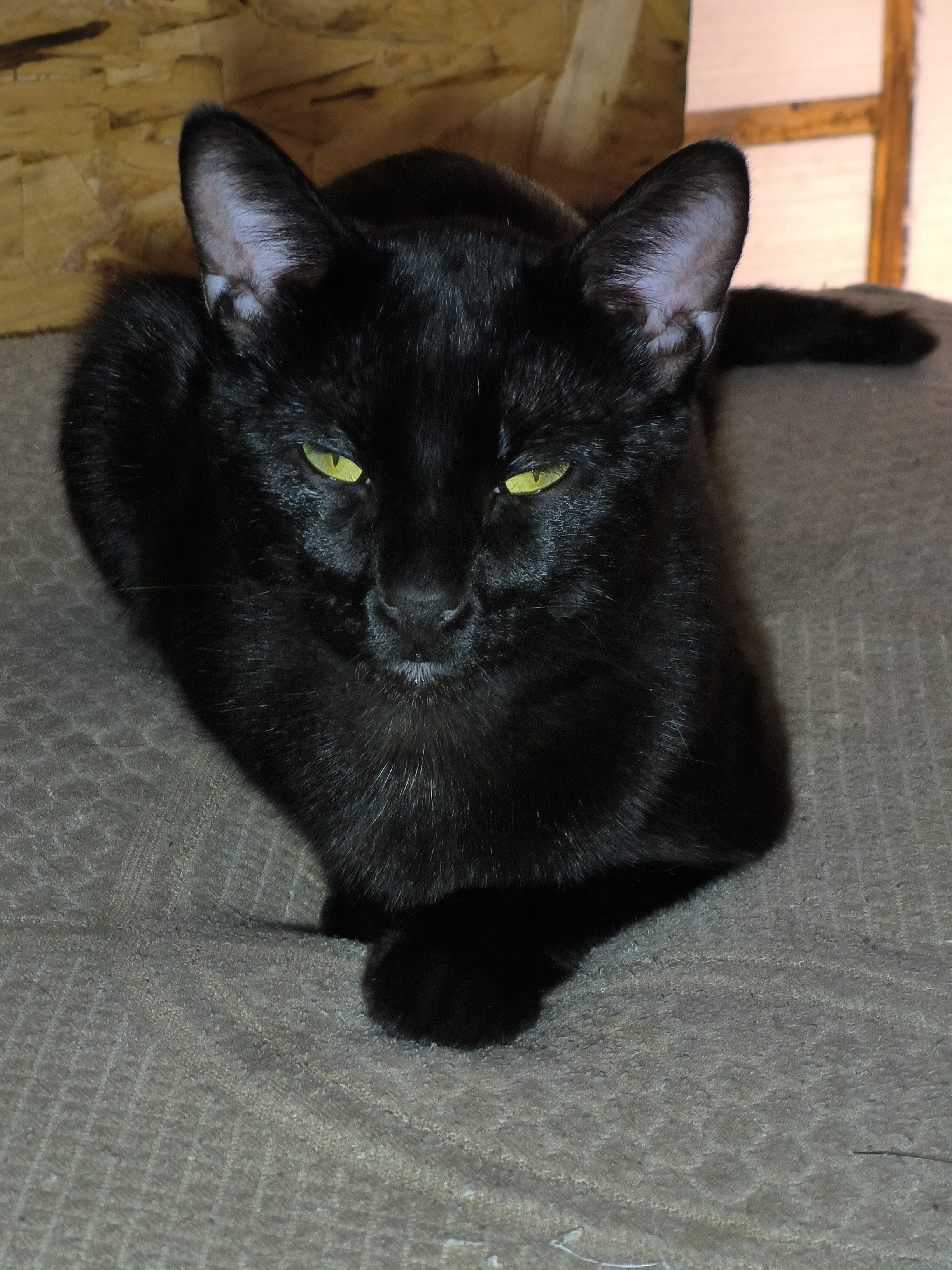 lost cat named Voyd