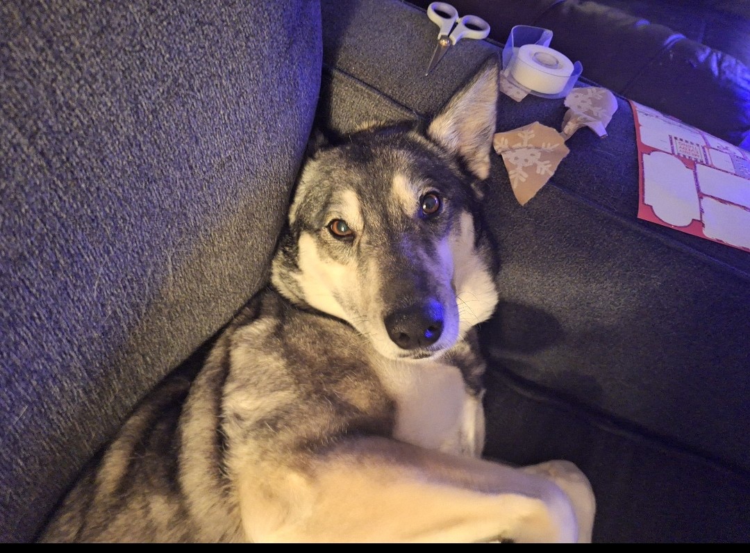 lost dog named Misty