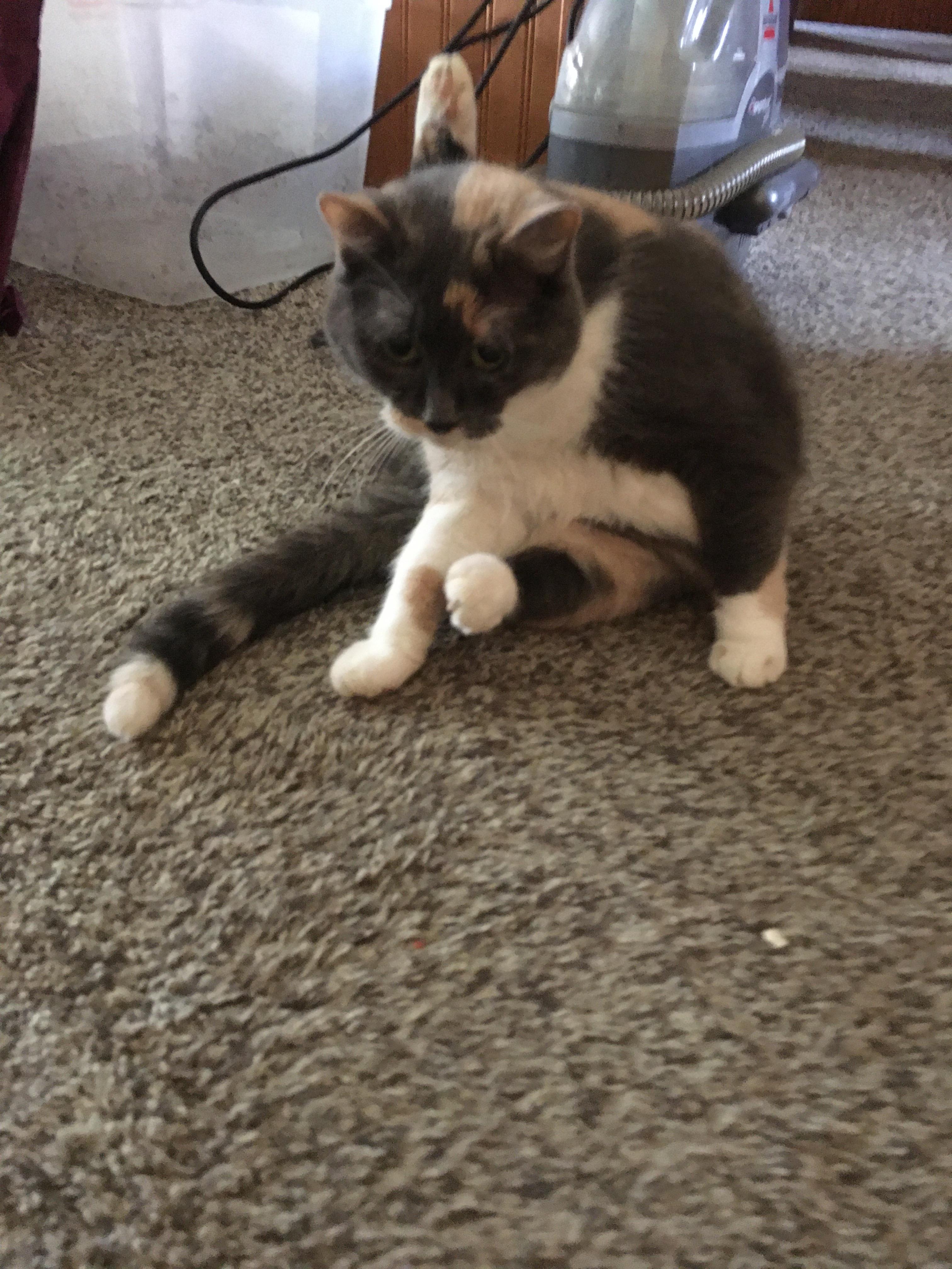 lost cat named Cupcake