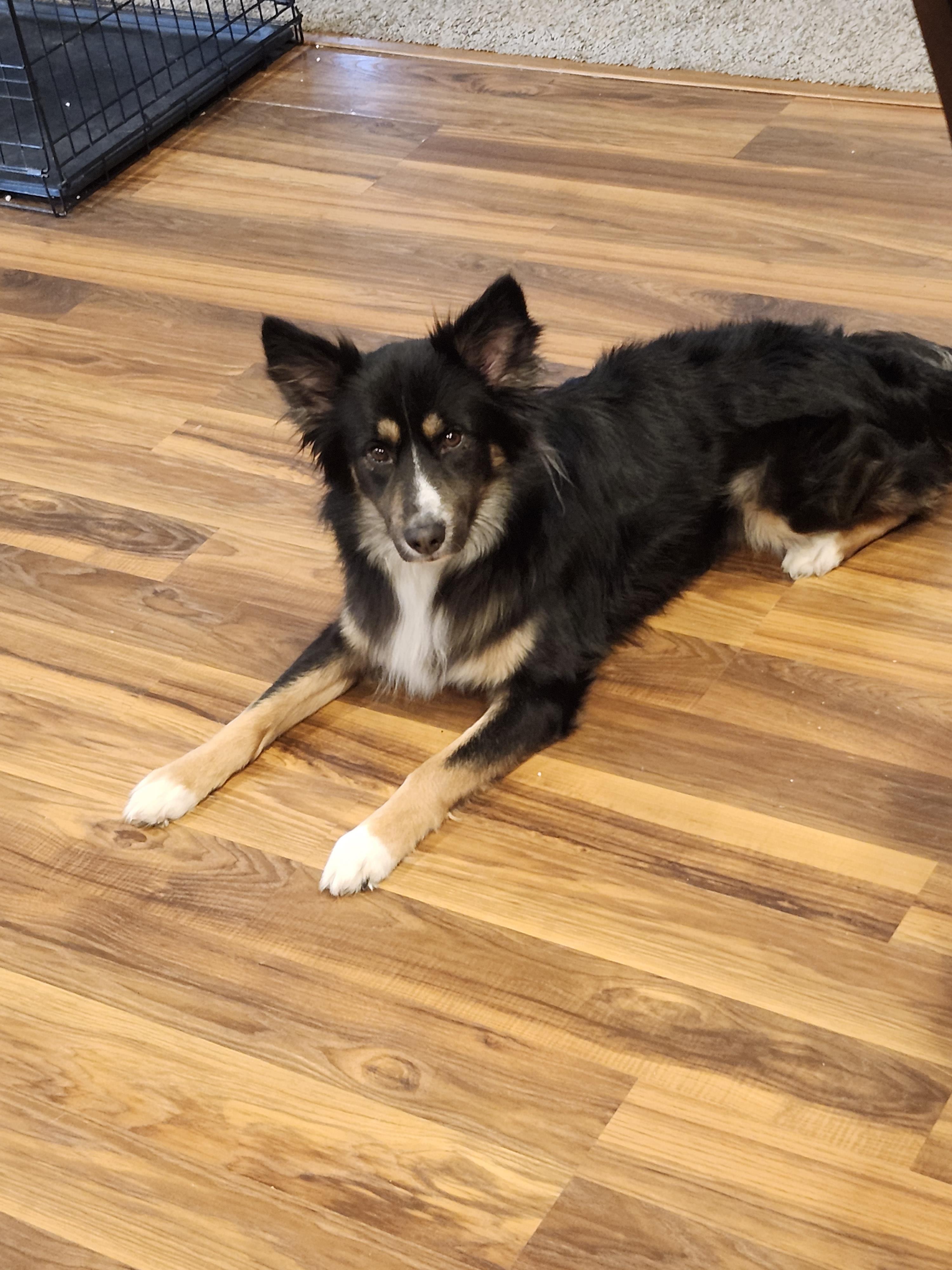 lost dog named Shadow