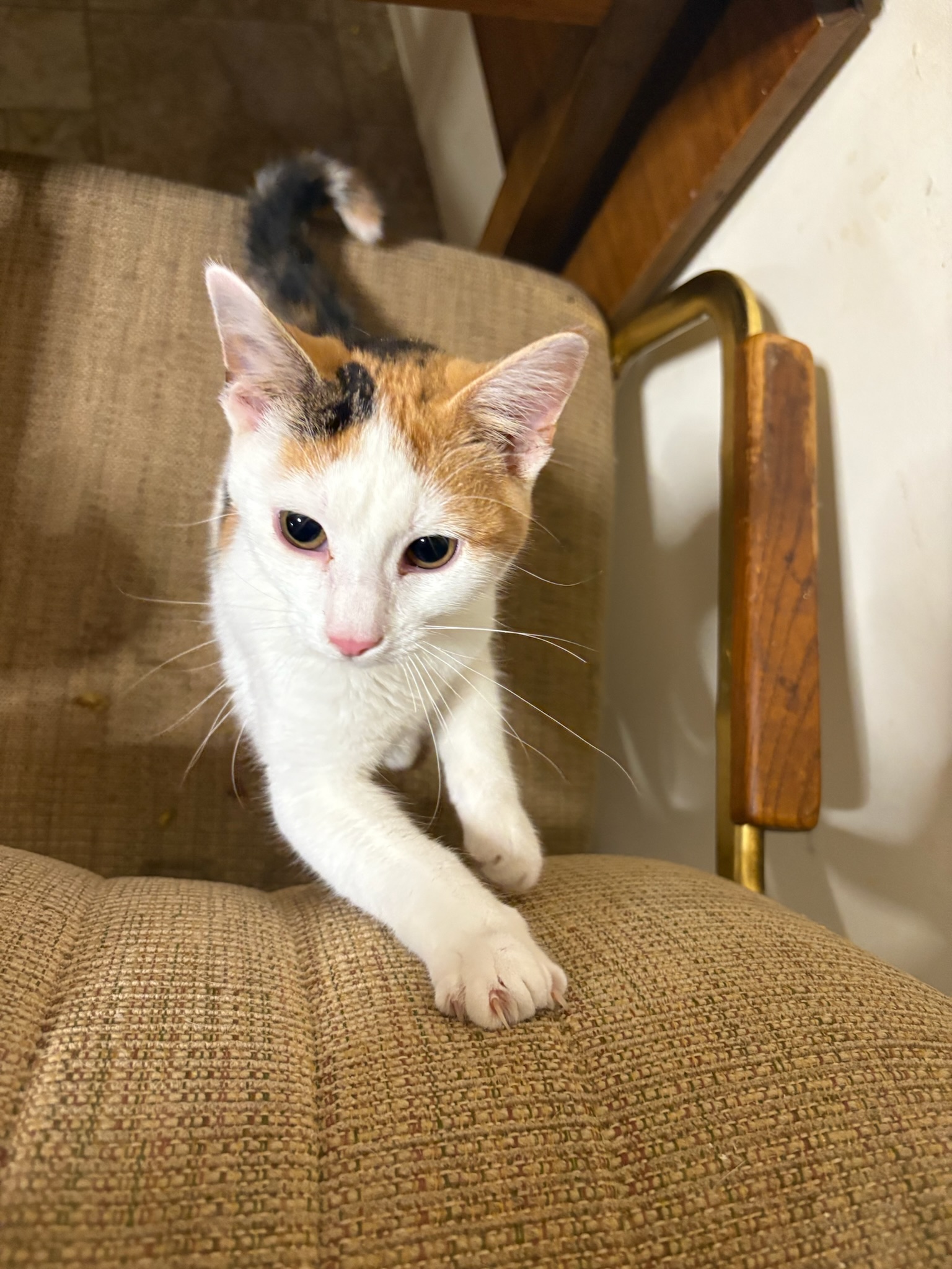 lost cat named Sassy