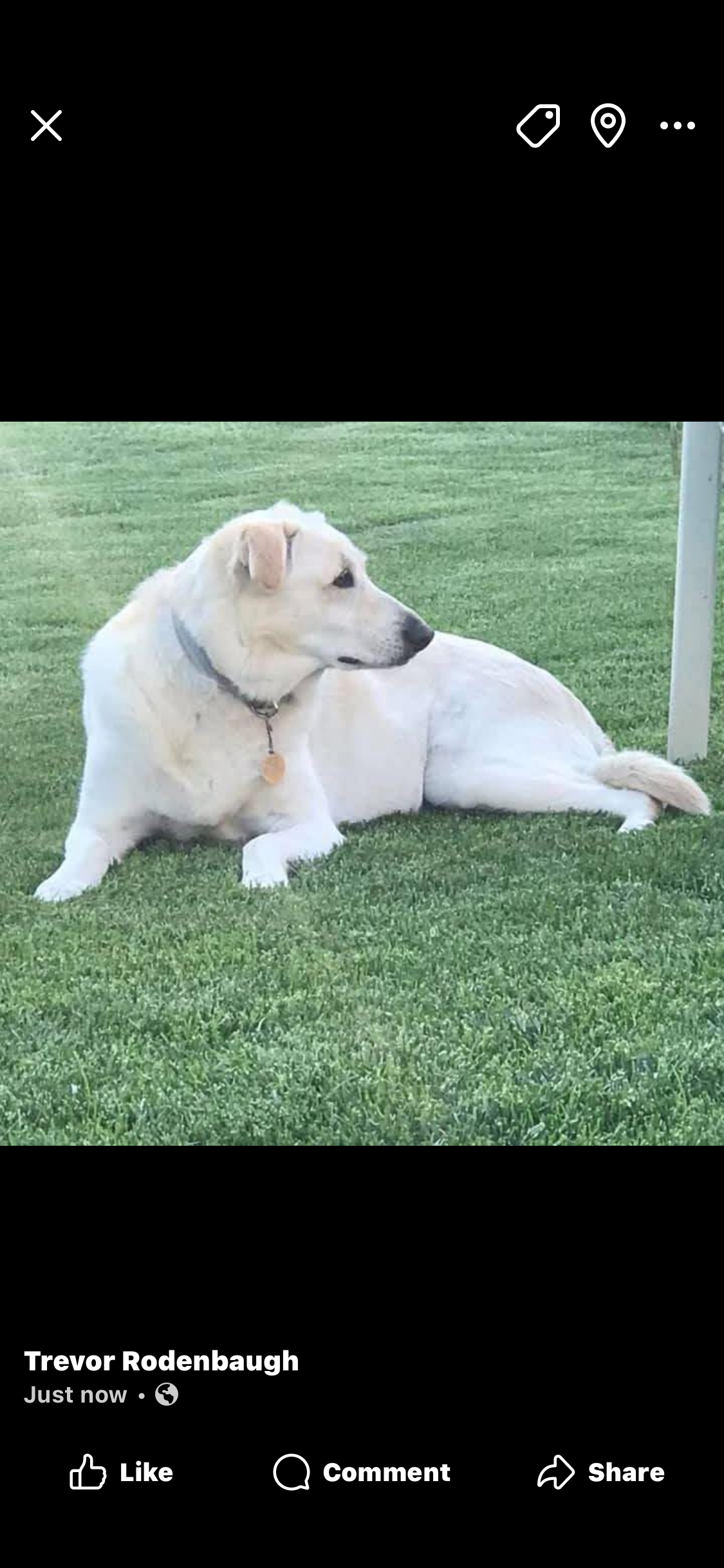 lost dog named Bella