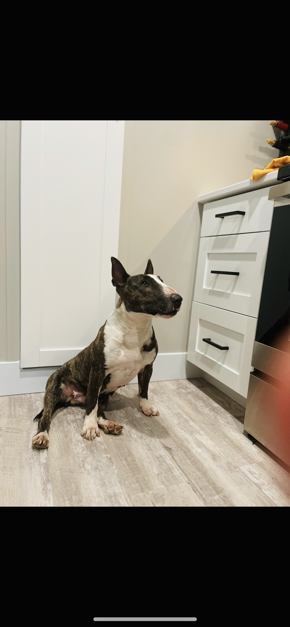 lost dog named Chiquita