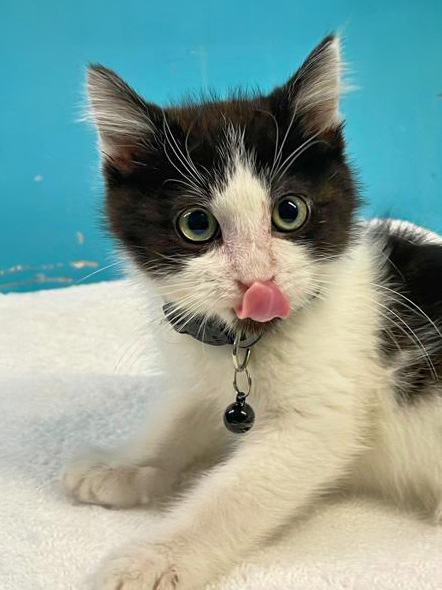 kitten licking his lips