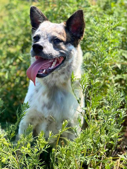 an adoptable cattle dog