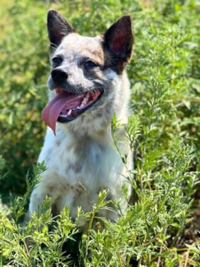 an adoptable cattle dog