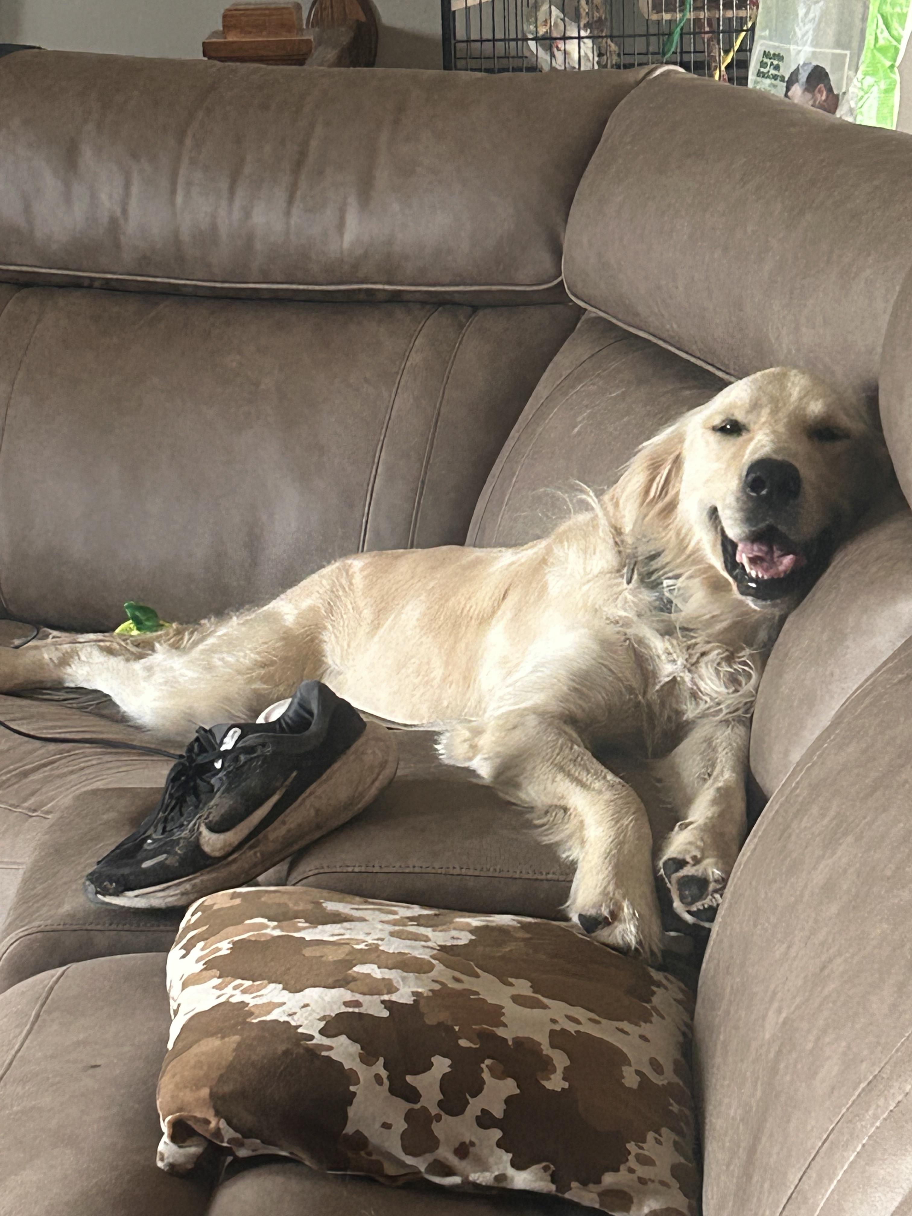 lost dog named Gunner
