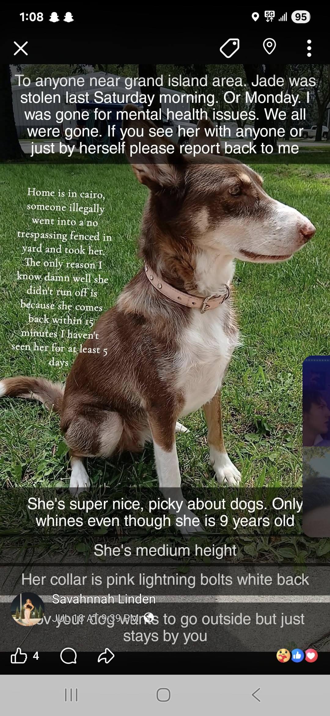 lost dog named Jade