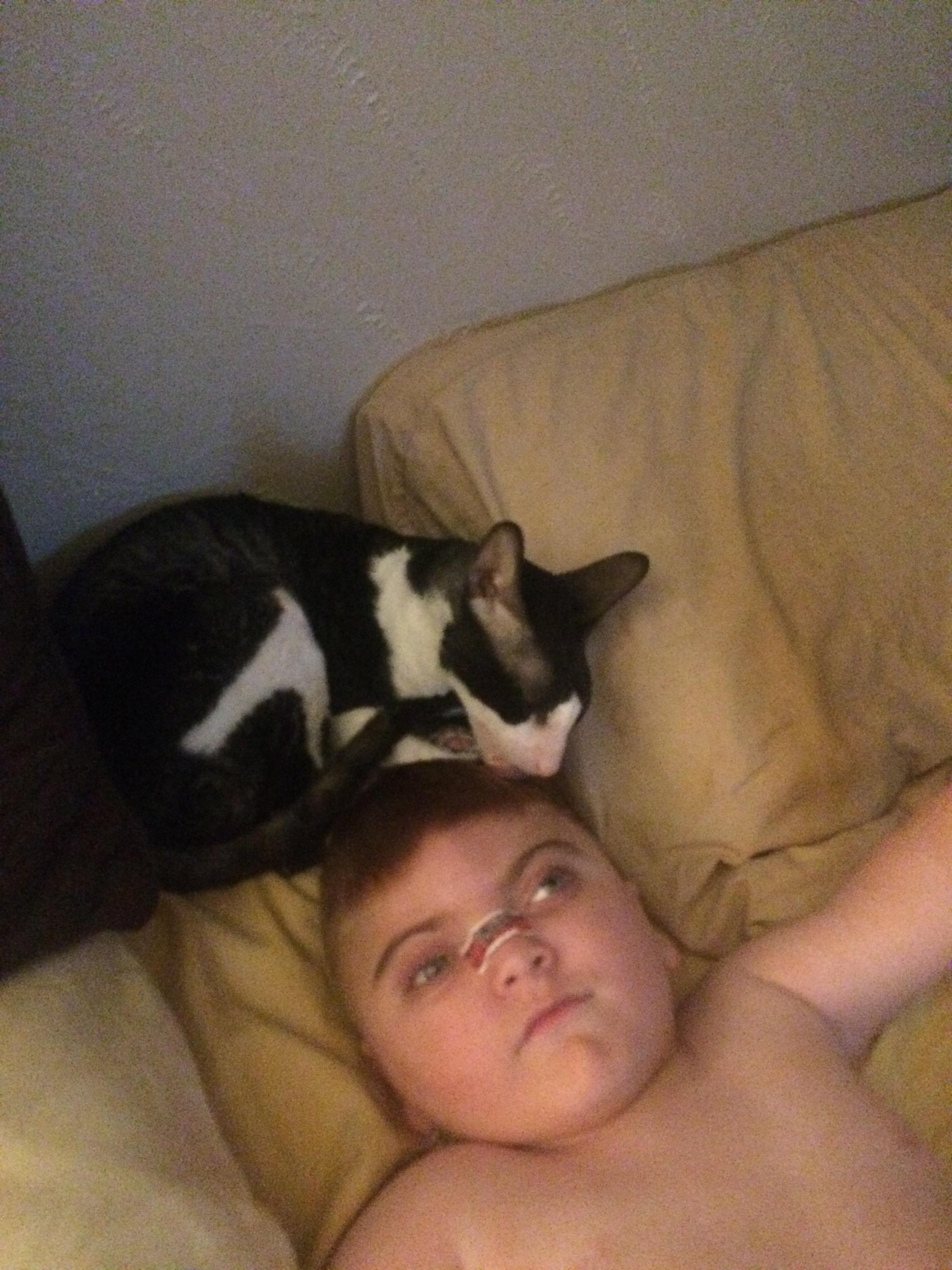 lost cat named Twinkle