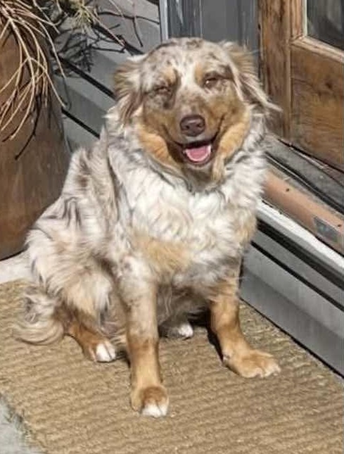 lost dog named Piper