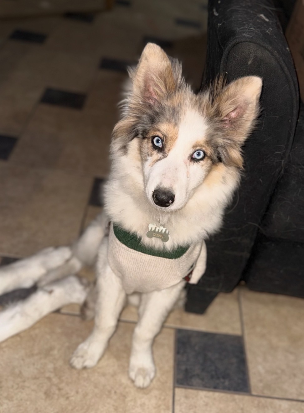 lost dog named Quinn