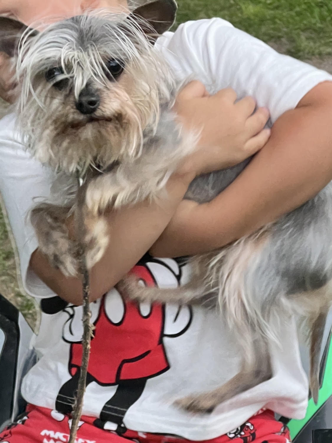 lost dog named Tommy