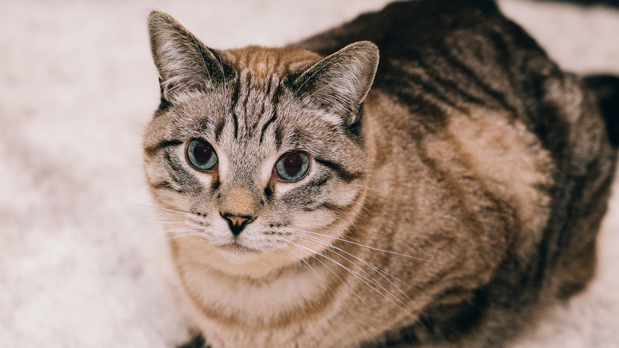 lost cat named Boba