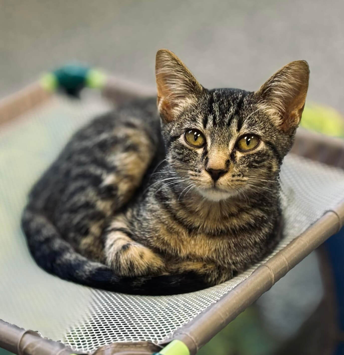 cat sitting in her bed