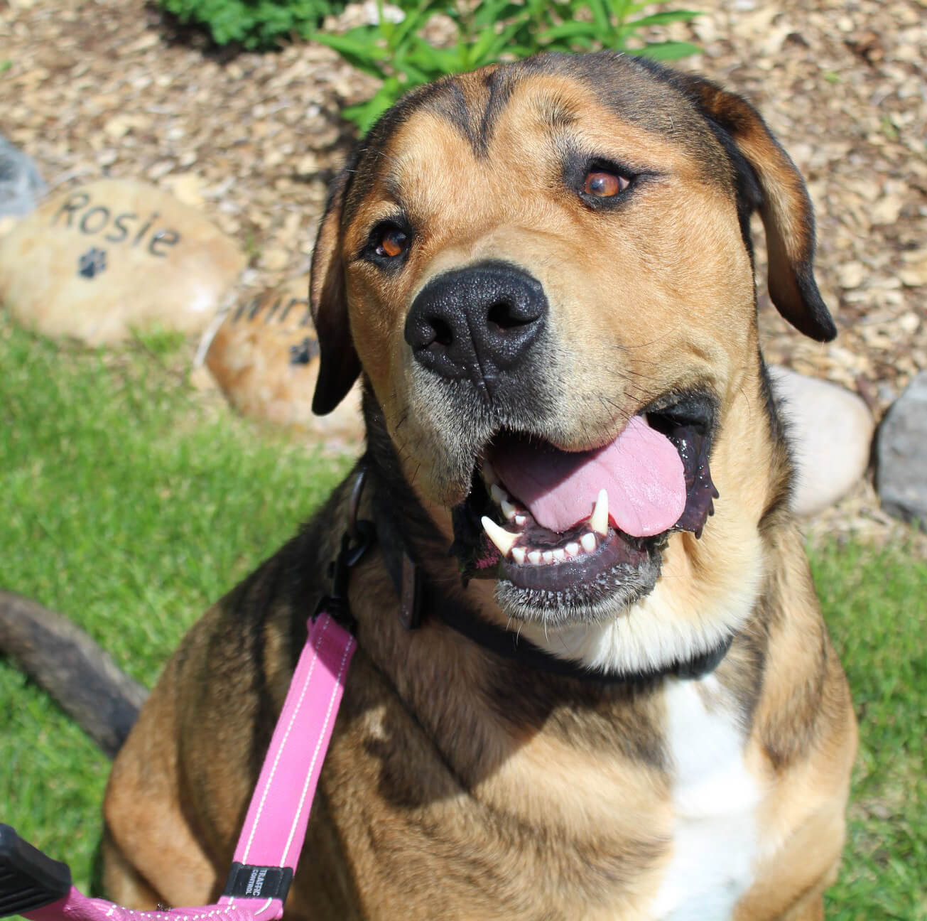 brown dog in the memorial garden
