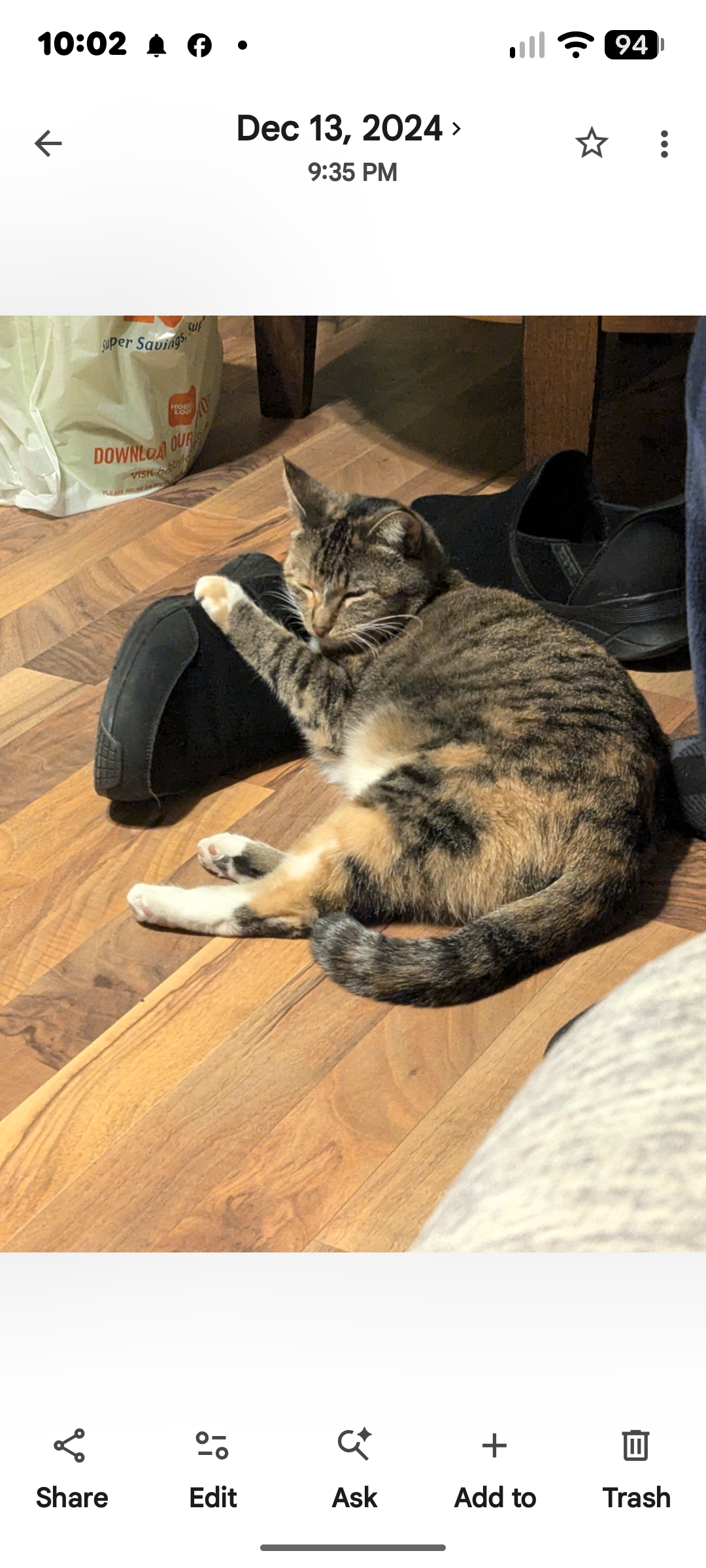 lost cat named Athena