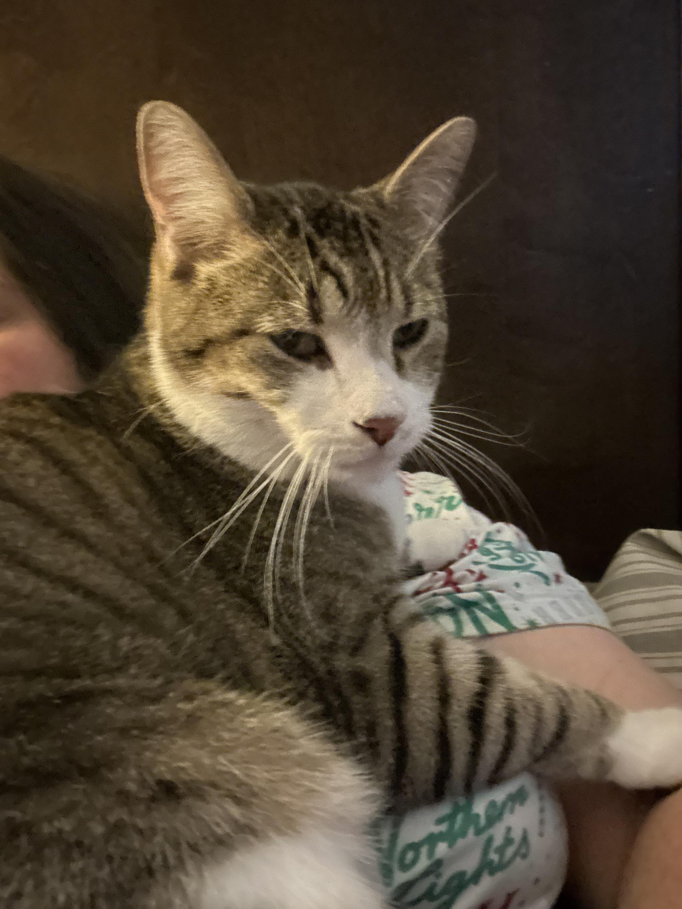 lost cat named Churro