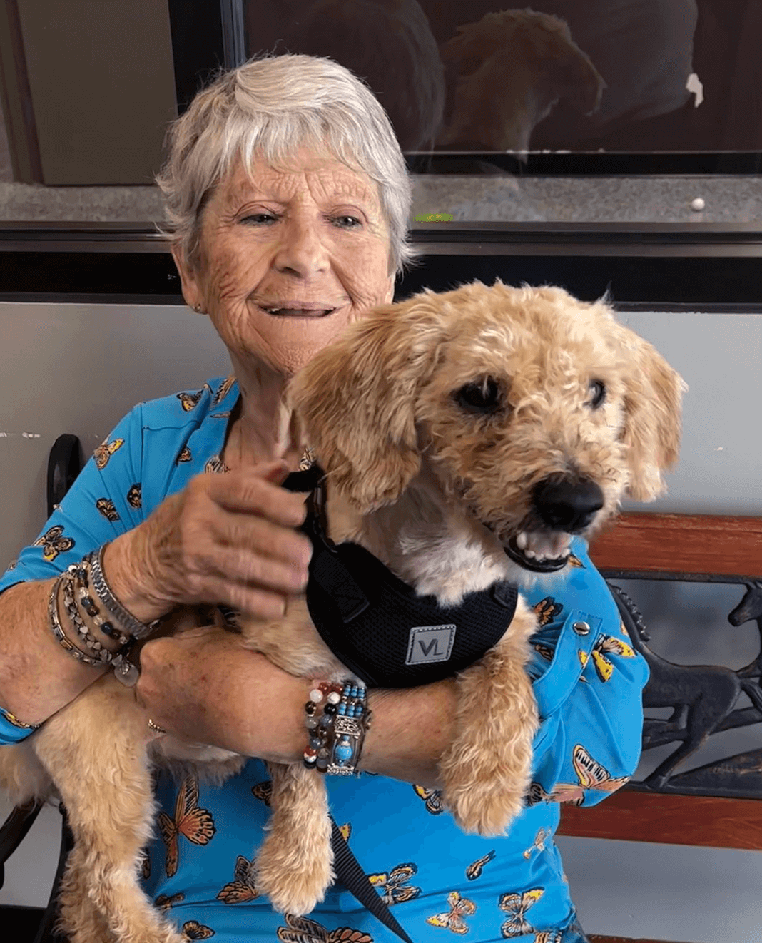 a woman adopting a small brown dog