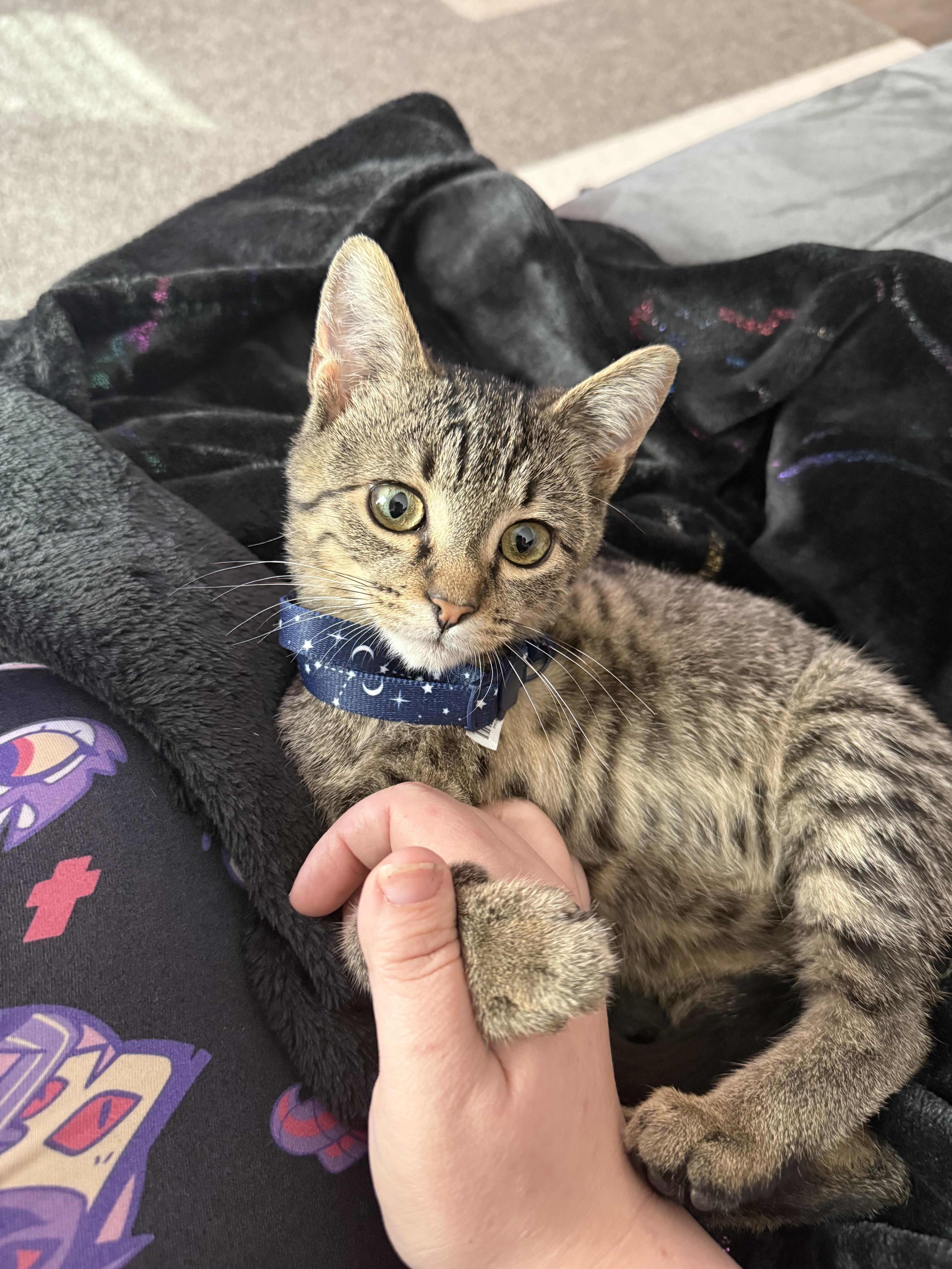 lost cat named Lucky