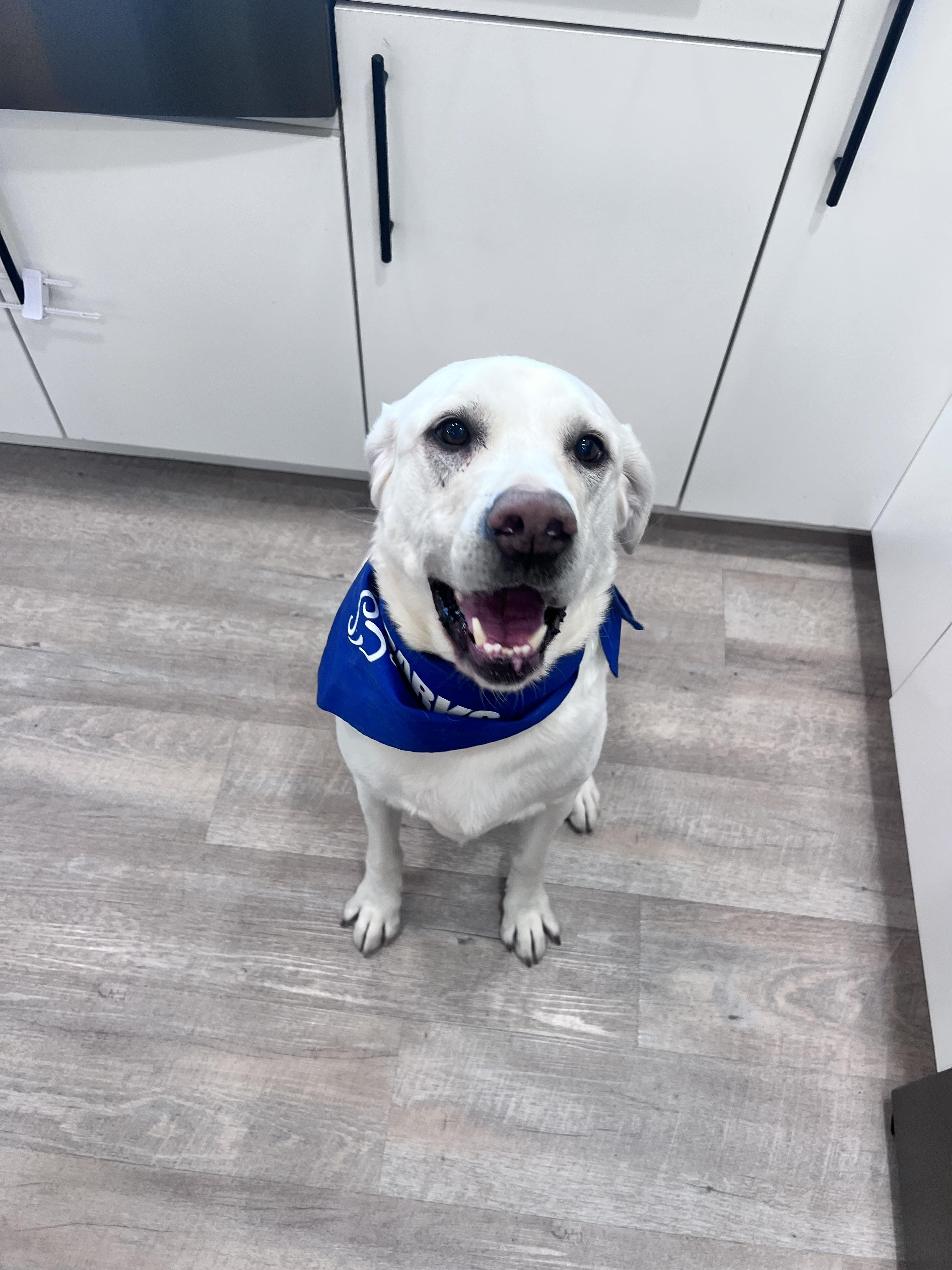 lost dog named Buddy