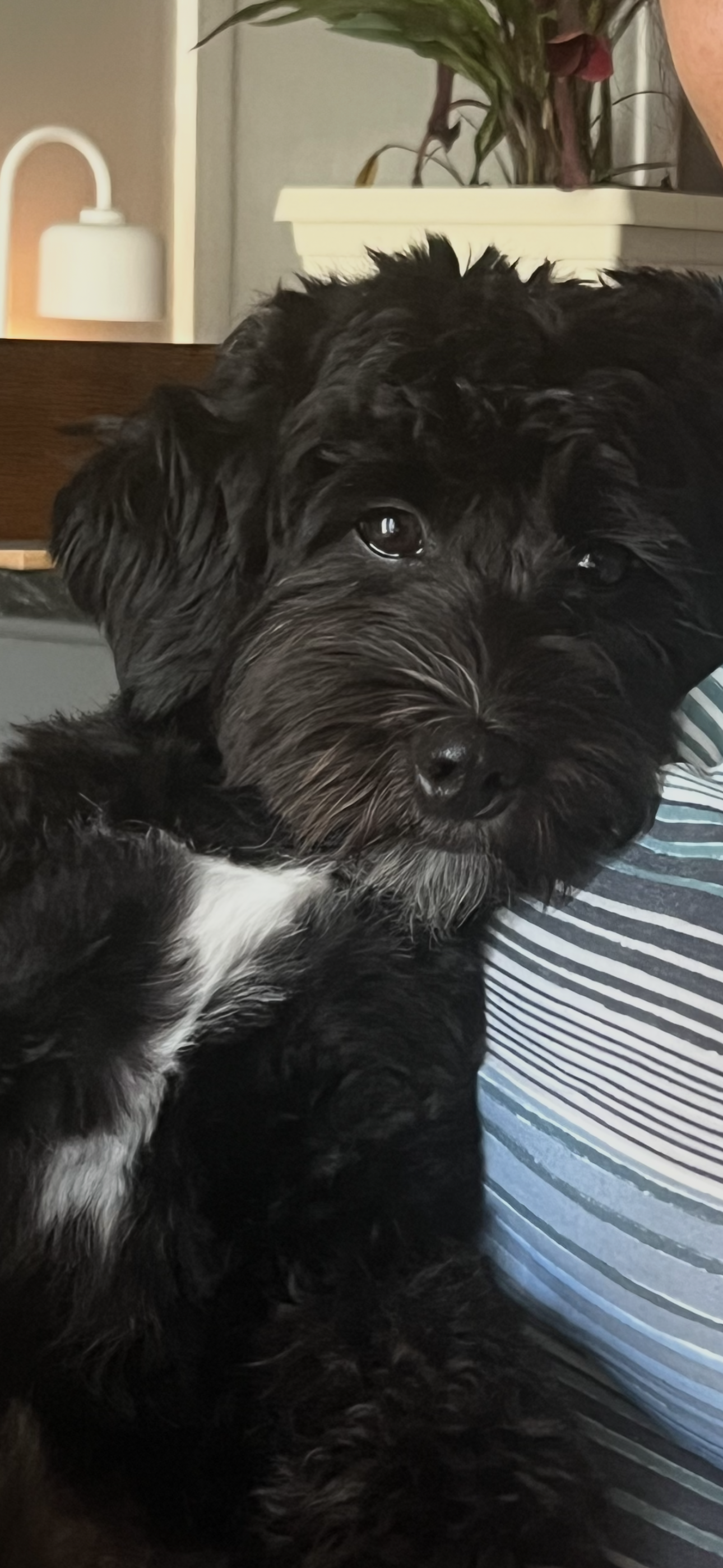lost dog named Kiko