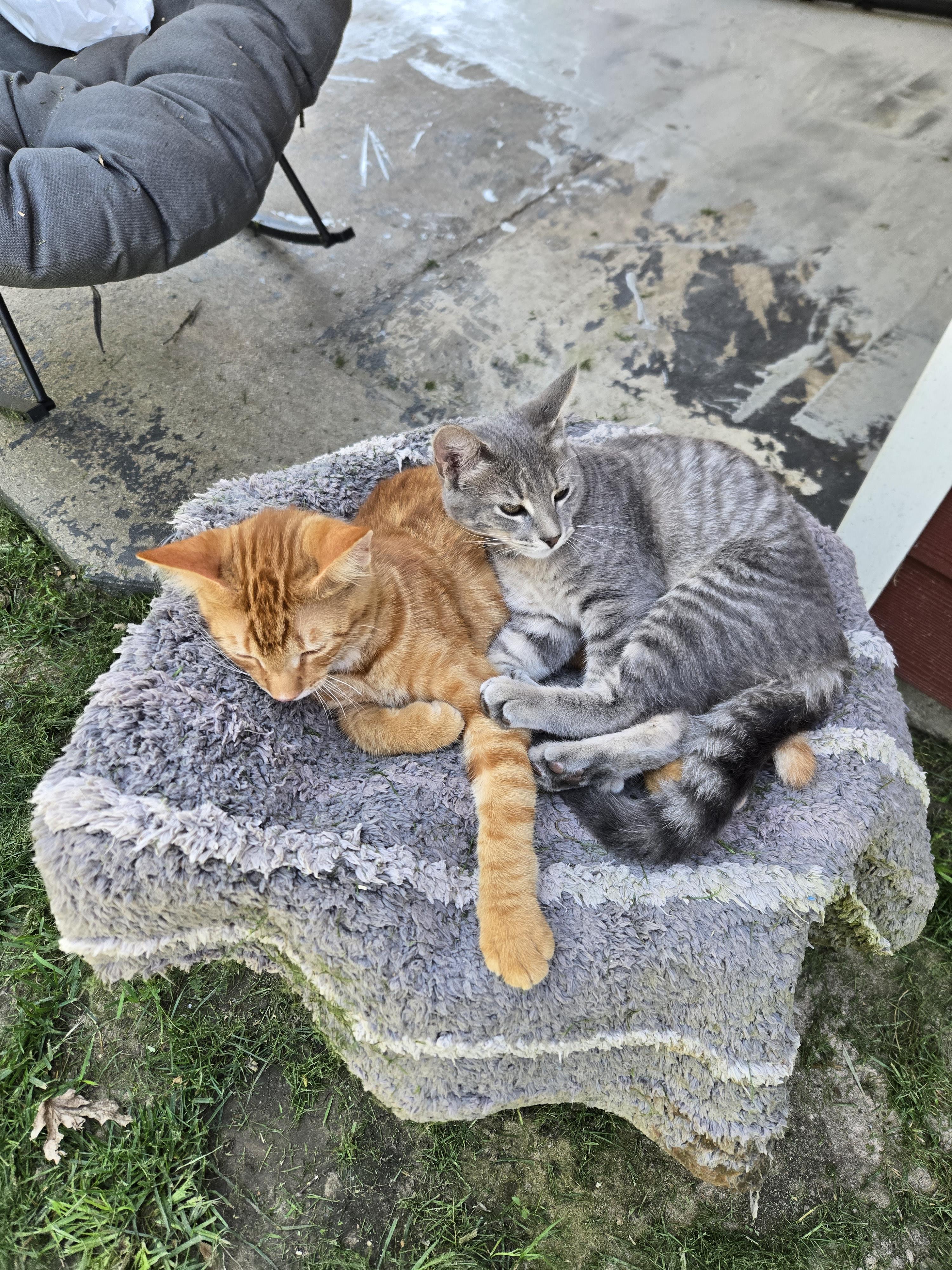 lost cat named Kio