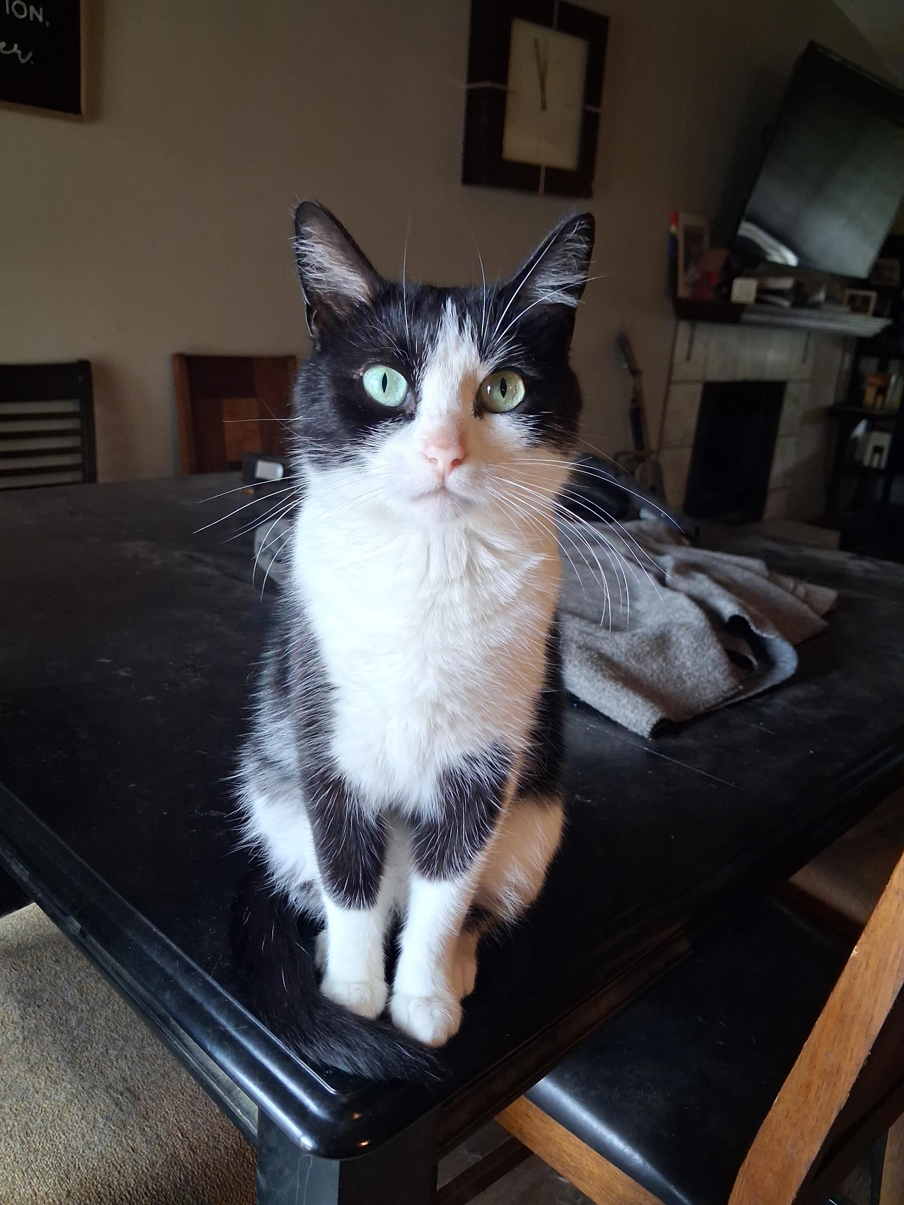 lost cat named Cat