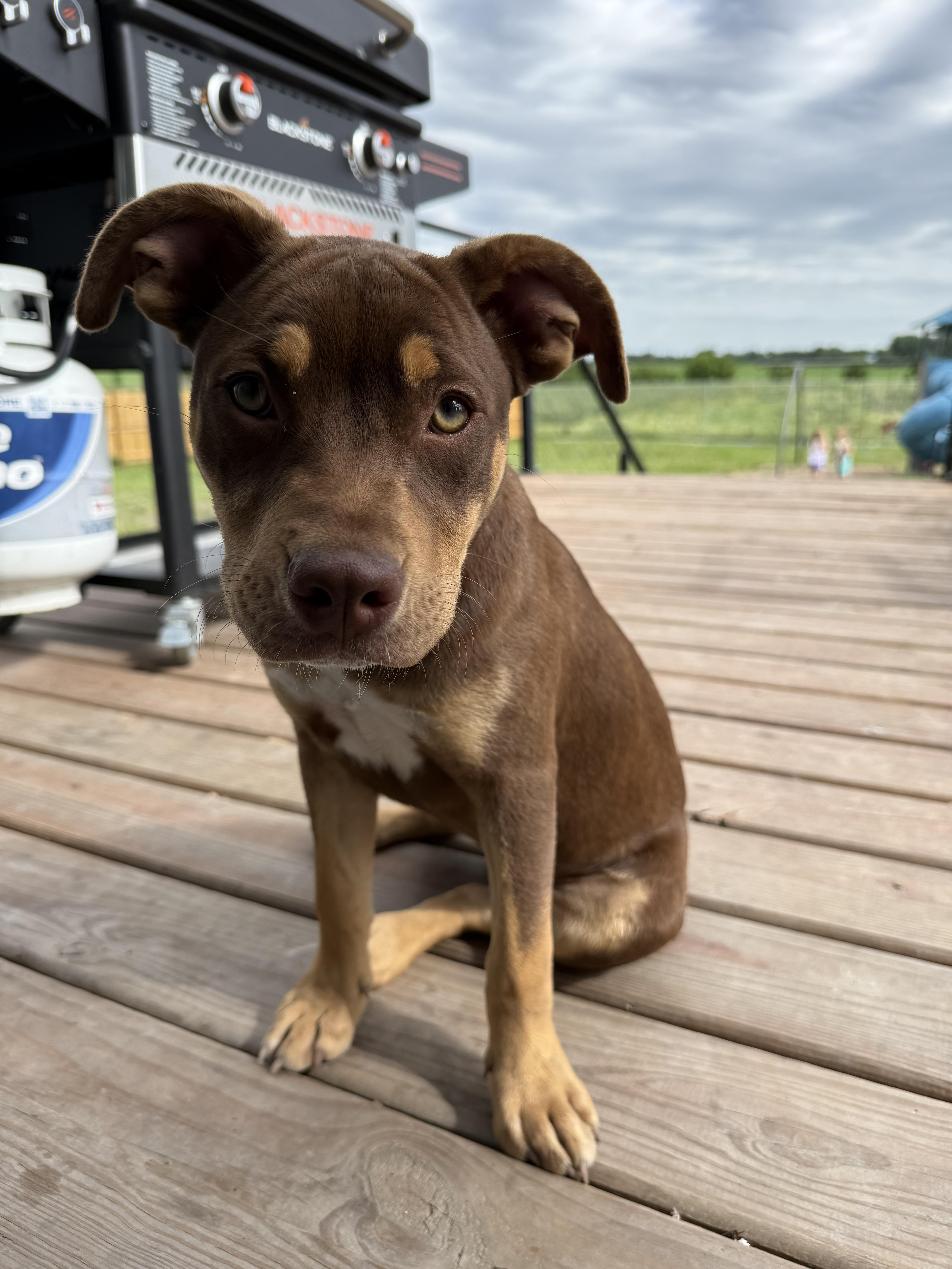 lost dog named Nash