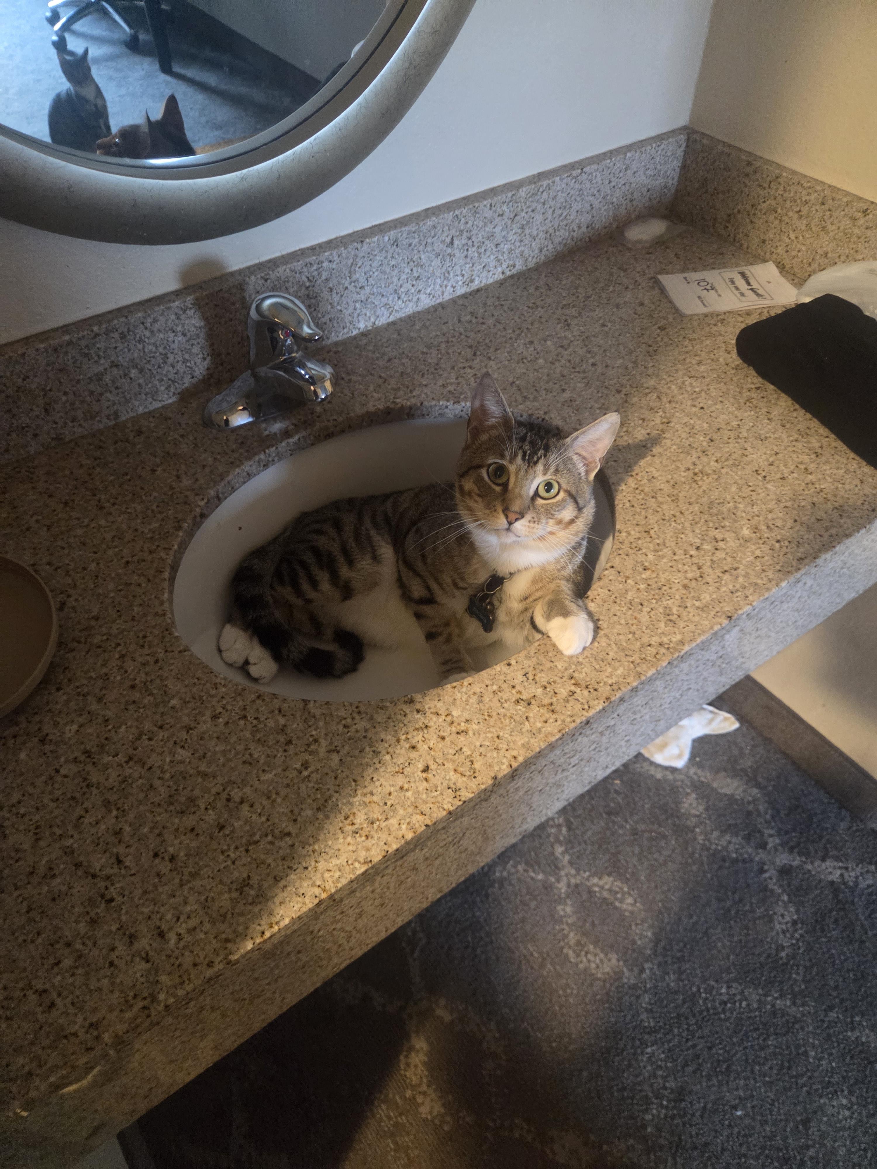 lost cat named Biscuits