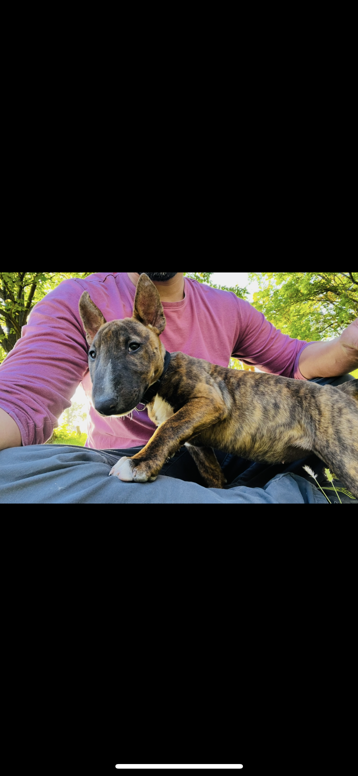 lost dog named Coco