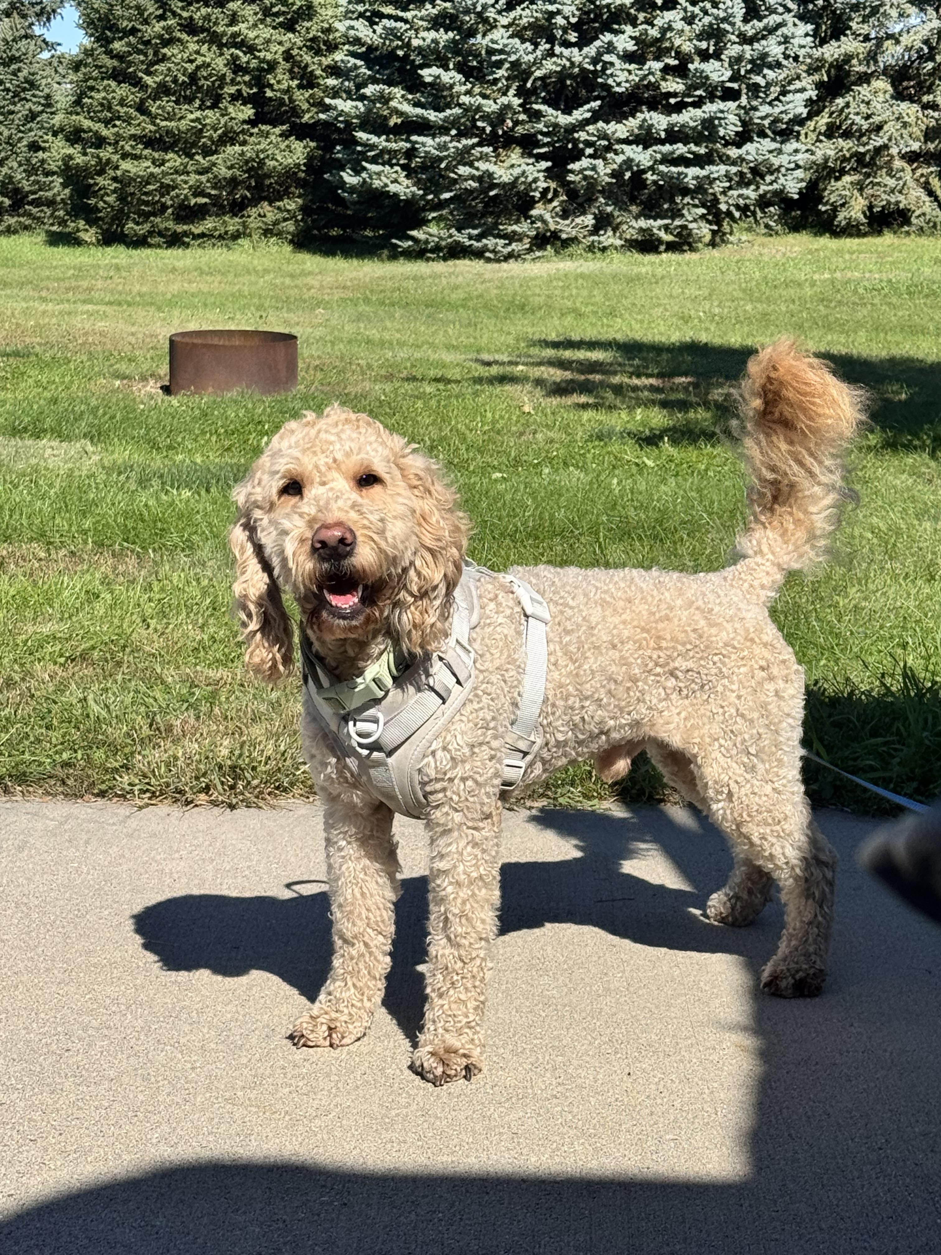 lost dog named Milo