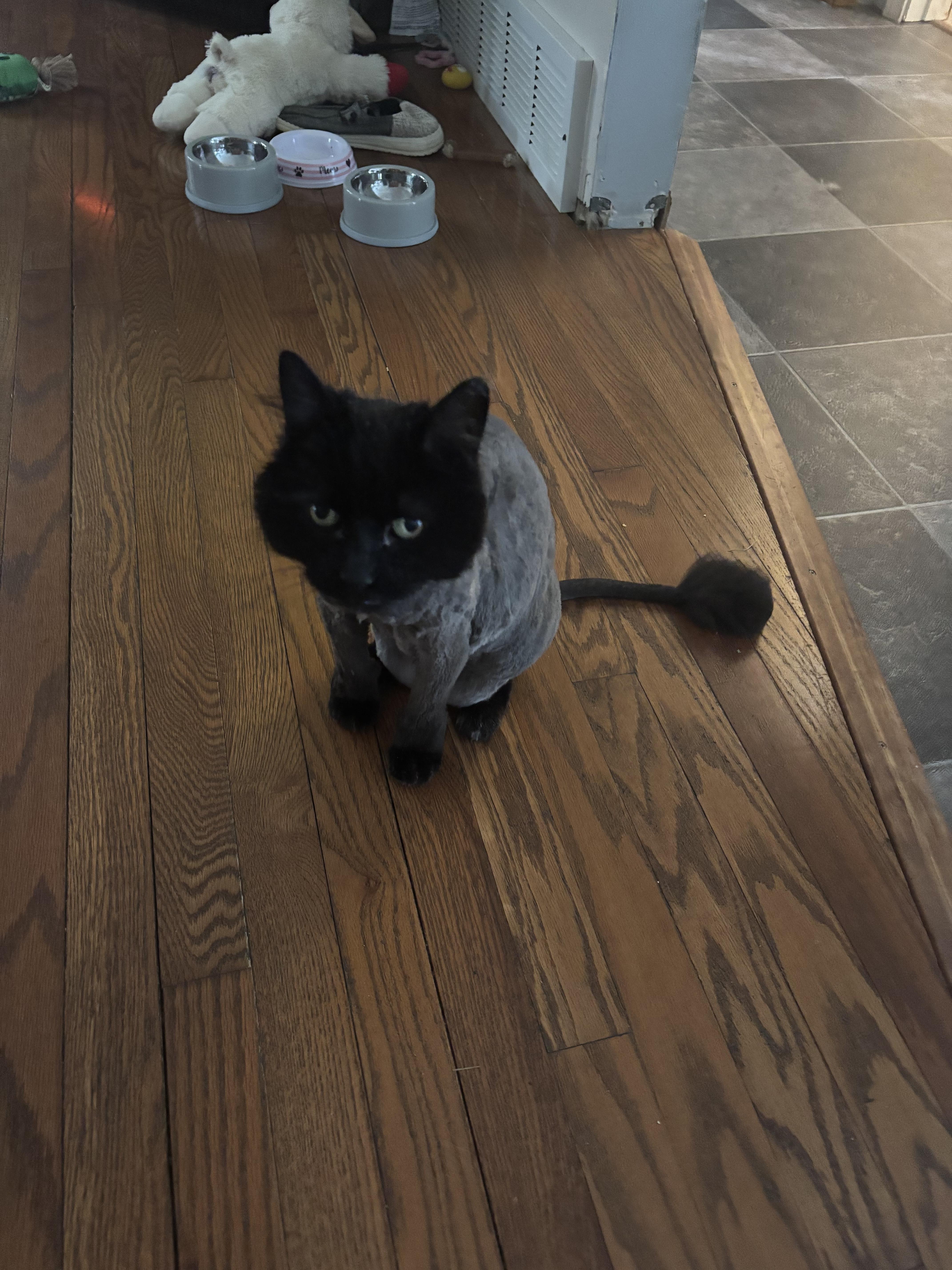 lost cat named Liza