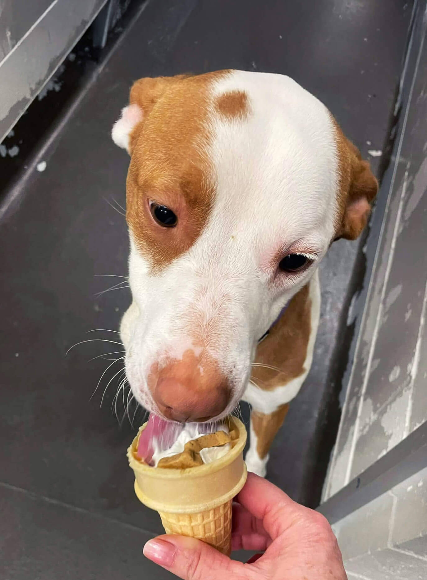 dog getting an ice cream treat