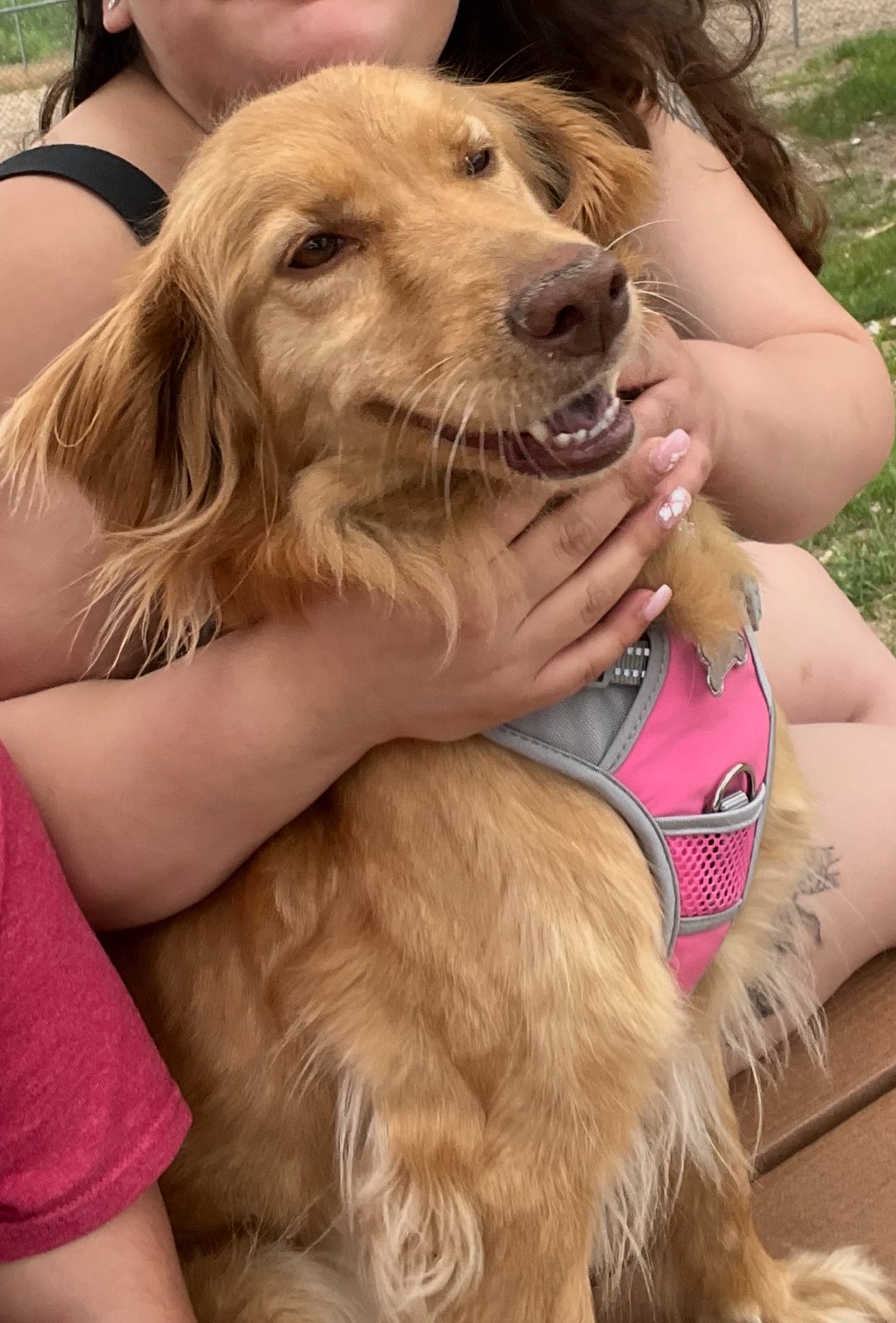 lost dog named Nala
