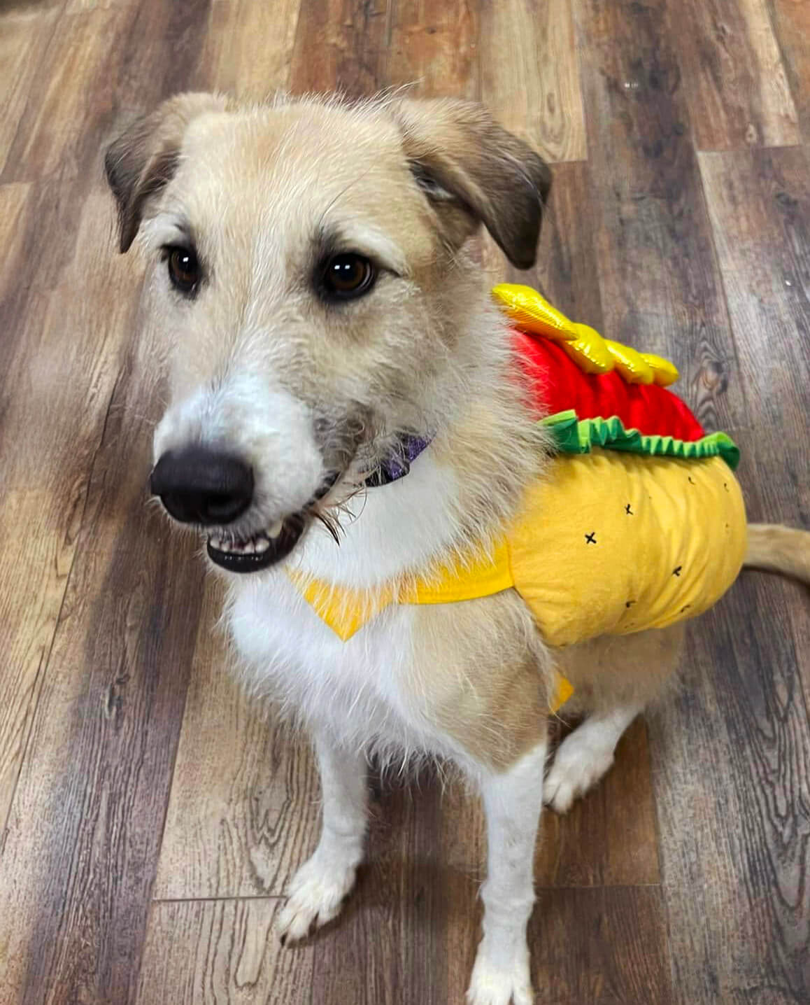 a dog wearing a hotdog costume