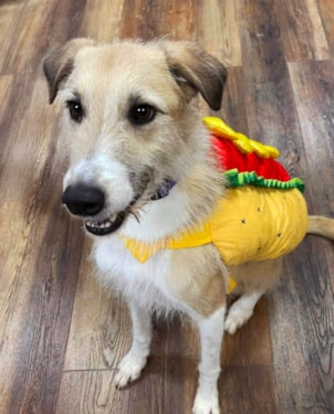 a dog wearing a hotdog costume