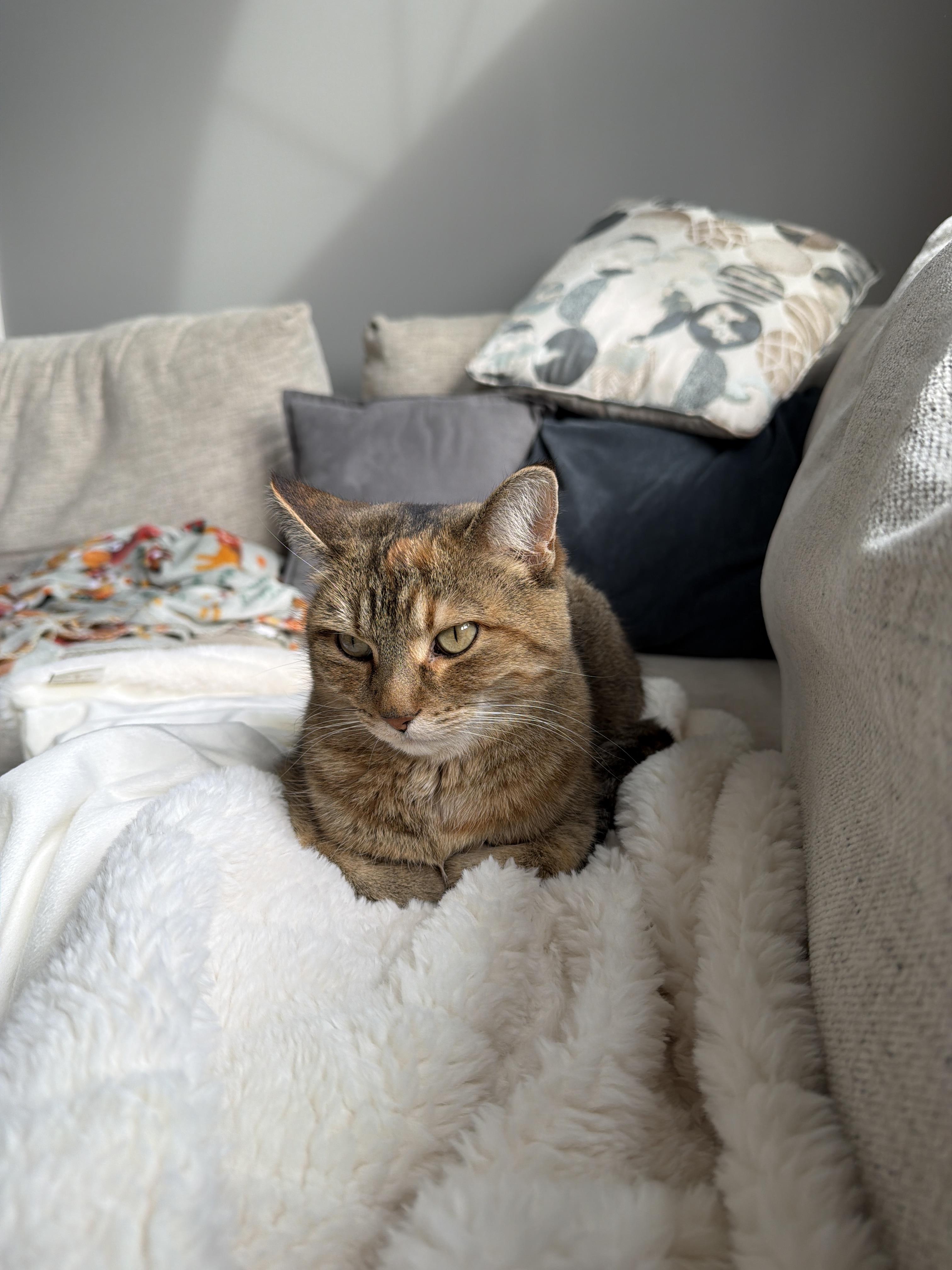 lost cat named Bosko