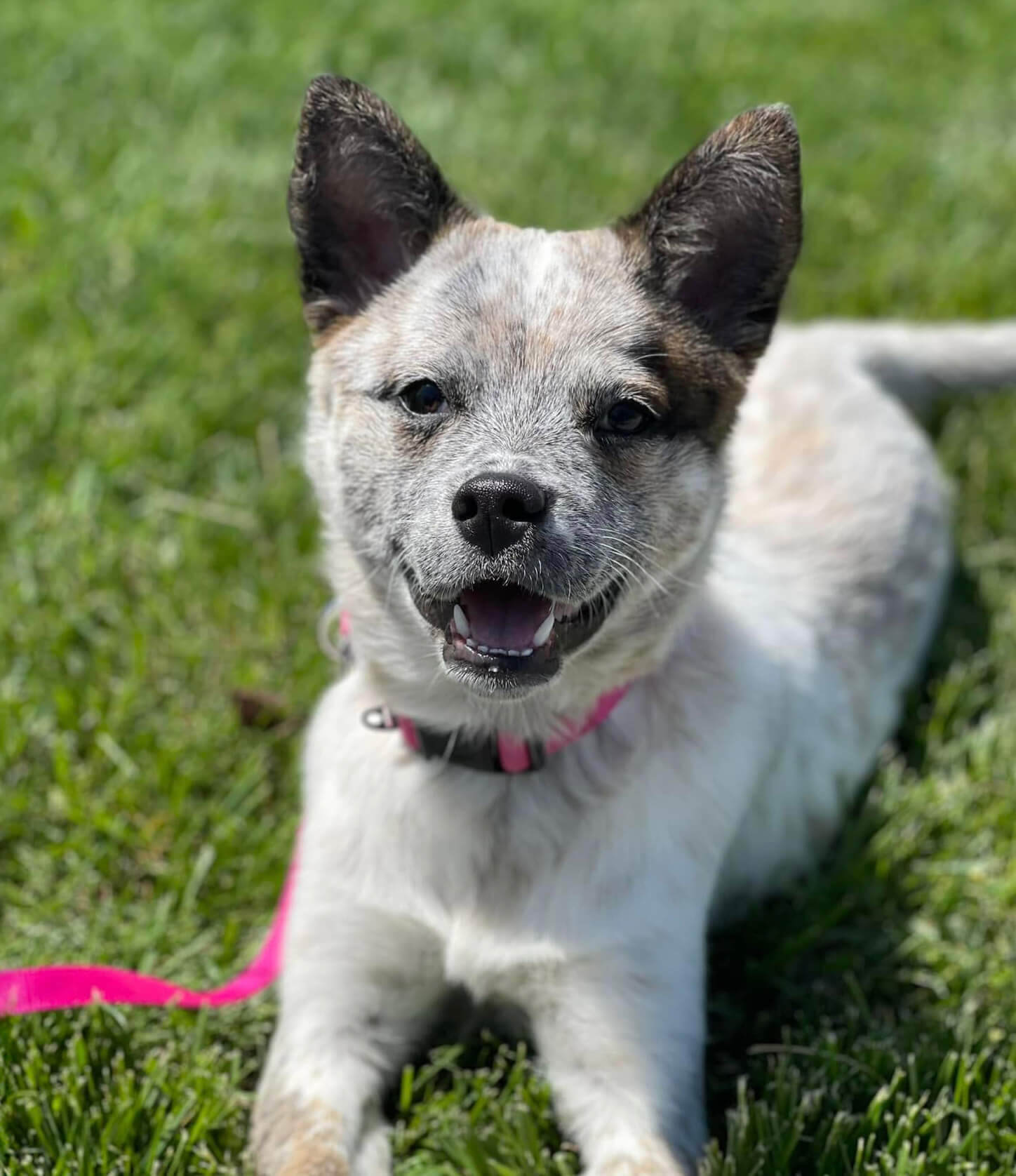 white and brown dog laying in the grass