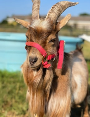 goat at CNHS