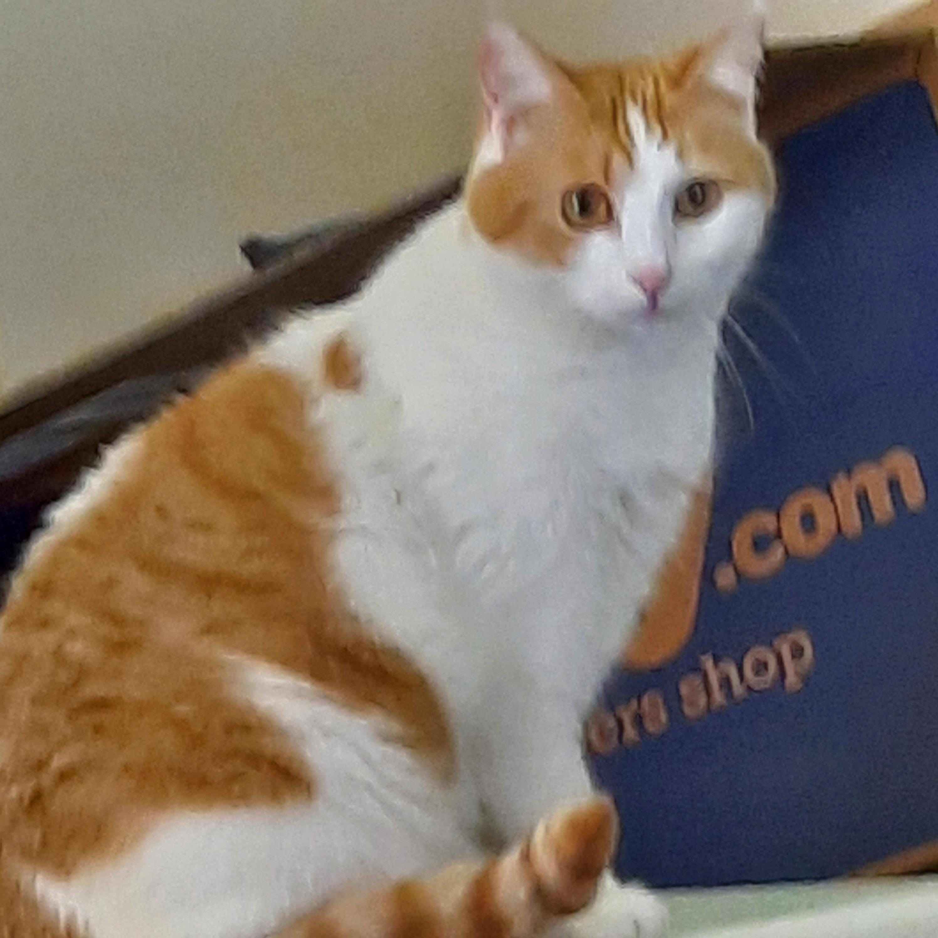 lost cat named Daisy