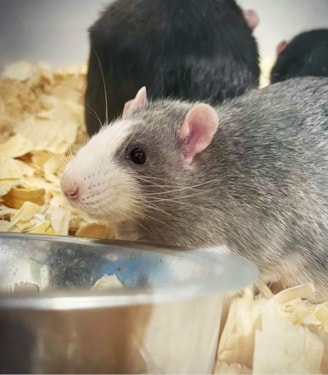 a pet mouse